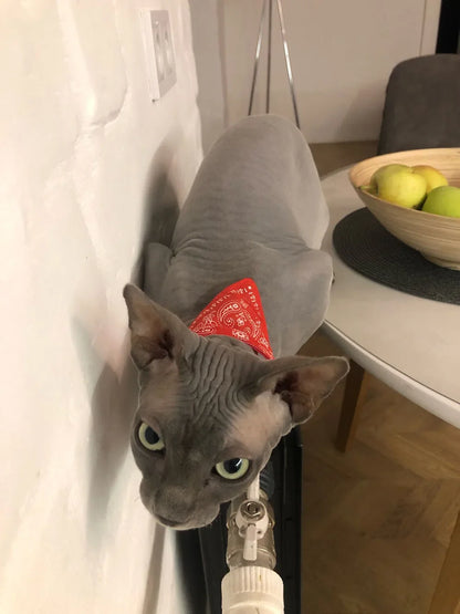 PawfectPet™ StyleBand – Verstellbares Halstuch für Haustiere