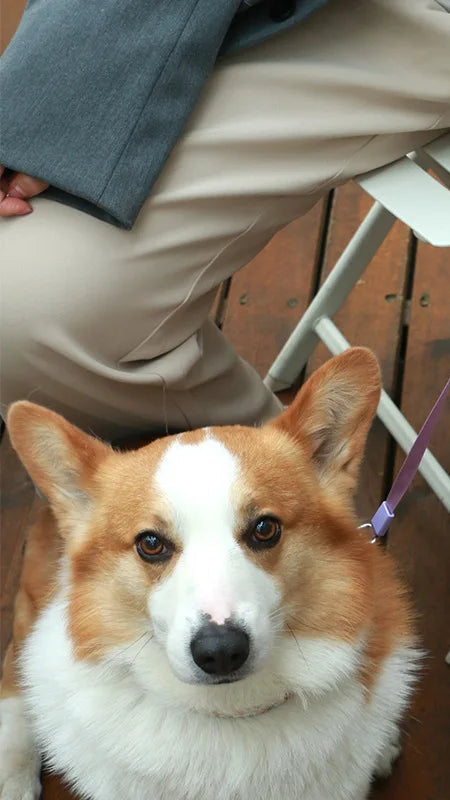 PawfectPet™ Premium-Leine – Komfort & Sicherheit bei jedem Schritt!