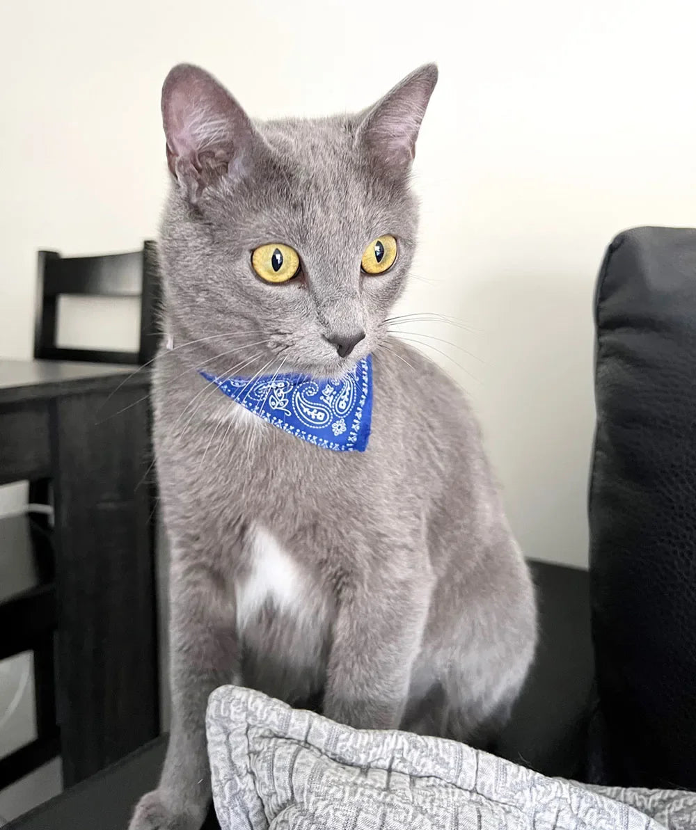 PawfectPet™ StyleBand – Verstellbares Halstuch für Haustiere