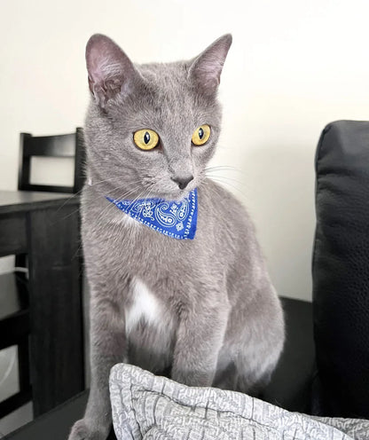 PawfectPet™ StyleBand – Verstellbares Halstuch für Haustiere